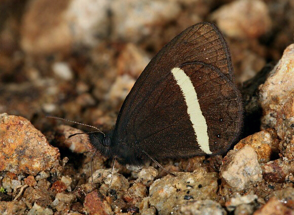 White-banded Nymph