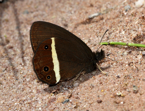 Weymer’s Banded Nymph