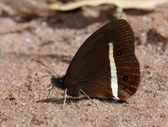 Manerebia satura satura Bosque She'llot, Peru - Adrian Hoskins