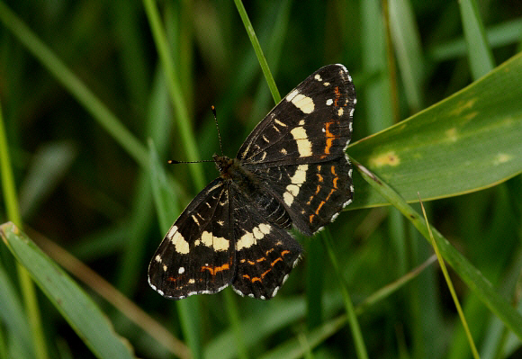 Map%20Butterfly%202PBJ002a - Learn Butterflies