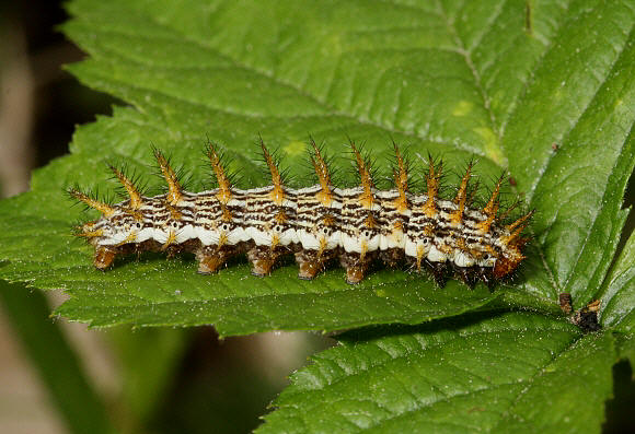 Marbled%20Fritillary%20larva%20PBJ001a - Learn Butterflies