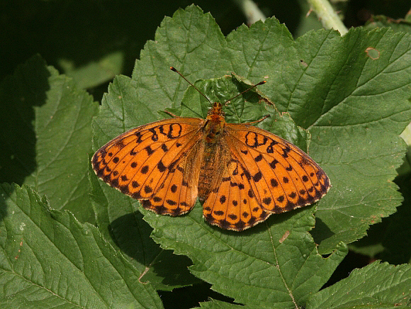 Marbled Fritillary Brenthis daphne, Hor valley, Bukk hills, Hungary