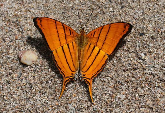 Marpesia%20berania%201600 001a - Learn Butterflies