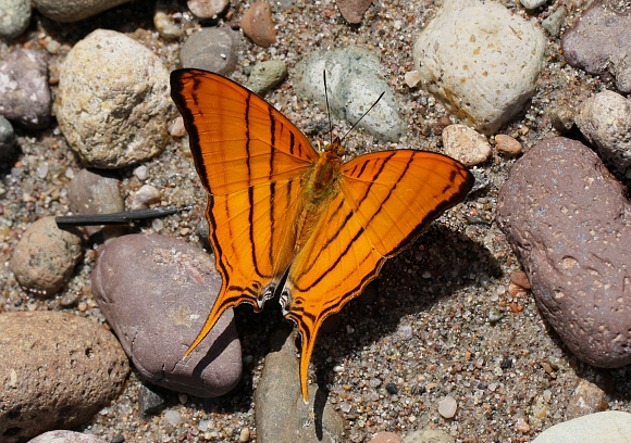 Marpesia%20berania%201645 001a - Learn Butterflies