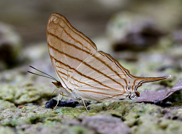 Marpesia%20berania%203742 001a - Learn Butterflies