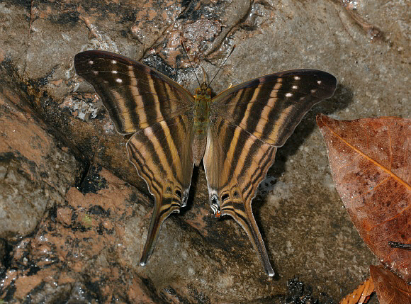 Marpesia%20chiron%200632 001a - Learn Butterflies