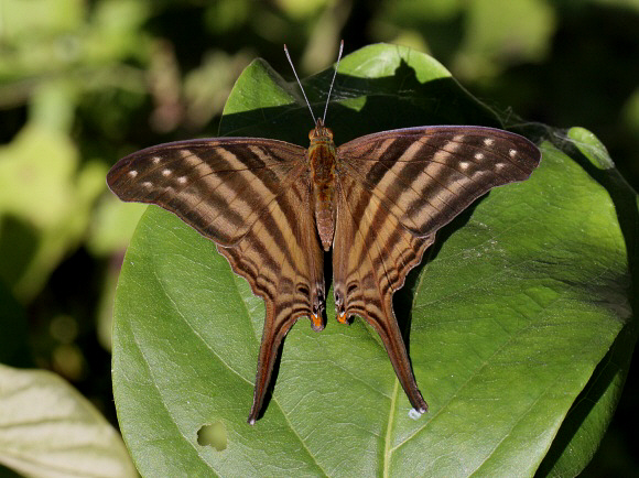 Marpesia%20chiron%201286 001a - Learn Butterflies