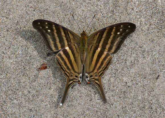 Marpesia%20chiron%201712 001b - Learn Butterflies