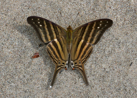 Many-banded Daggerwing