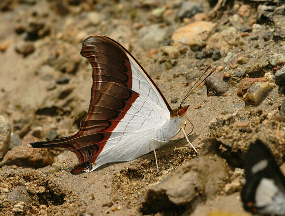 Marpesia%20coresia%20012a - Learn Butterflies