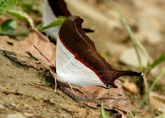 Marpesia%20coresia%20025a - Learn Butterflies