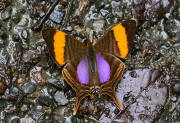 Marpesia%20corinna%201508 002b small - Learn Butterflies