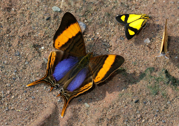 Marpesia%20corinna%205058 001v - Learn Butterflies