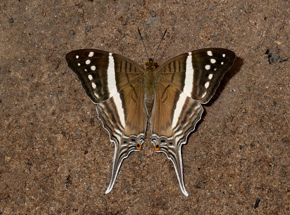 Marpesia%20crethon%200650 001a - Learn Butterflies