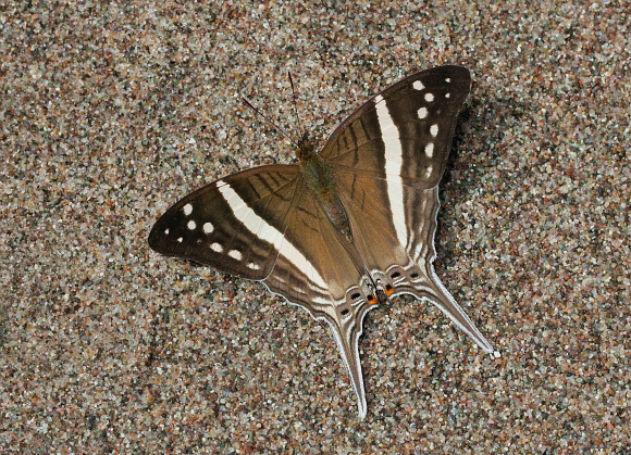 Marpesia%20crethon%201748 001c - Learn Butterflies