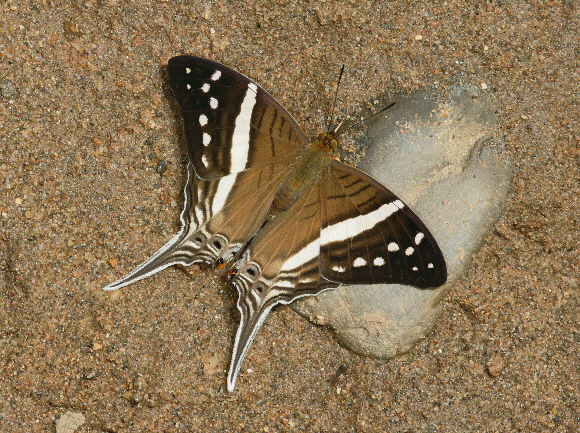 White-banded Daggerwing