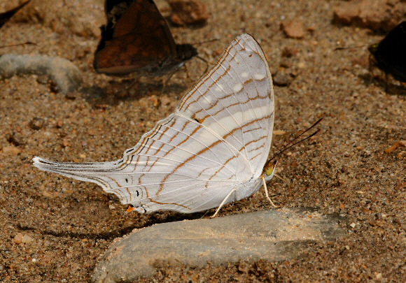 Marpesia%20crethon%20225c - Learn Butterflies