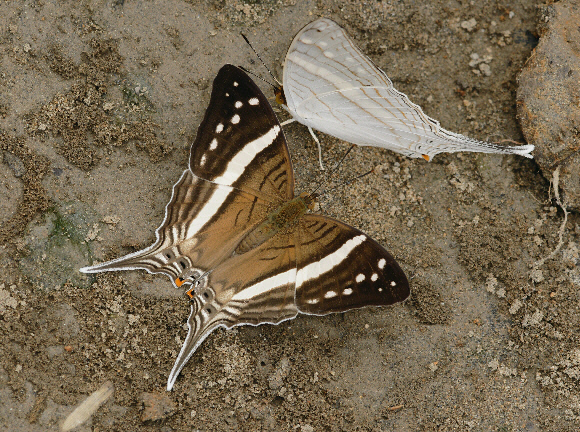 Marpesia%20crethon%20241c - Learn Butterflies