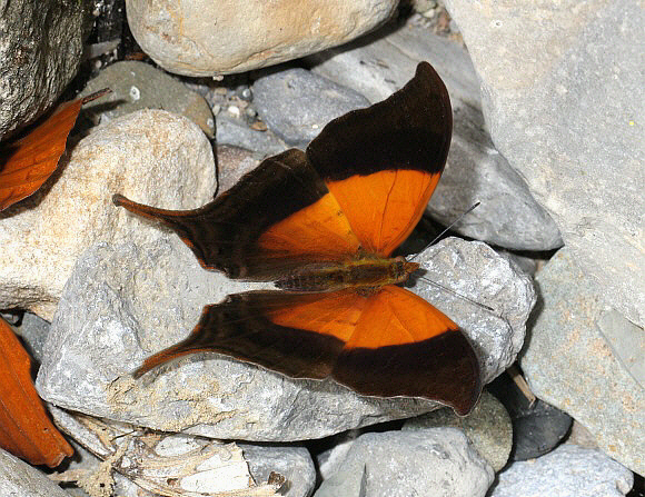 Marpesia%20furcula%201370 001a - Learn Butterflies