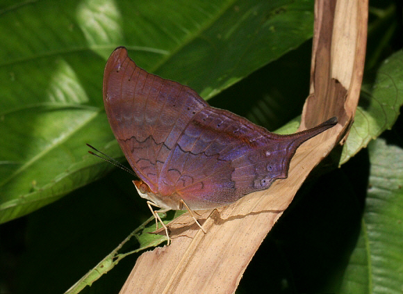 Marpesia%20furcula%202212 001a - Learn Butterflies