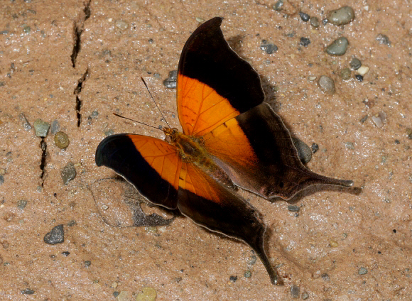 Sunset Daggerwing