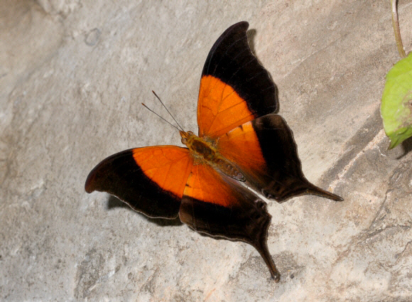 Marpesia%20furcula%205937 001a - Learn Butterflies
