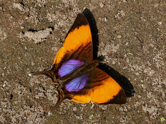 Pansy Daggerwing