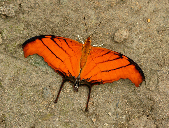 Marpesia%20petreus%20229b - Learn Butterflies