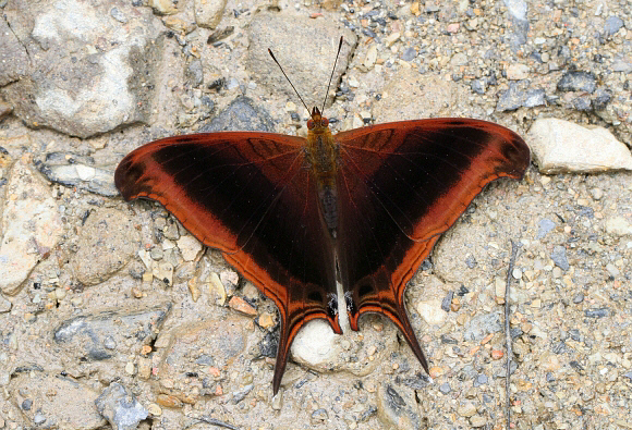 Marpesia%20zerynthia%202279 001a - Learn Butterflies
