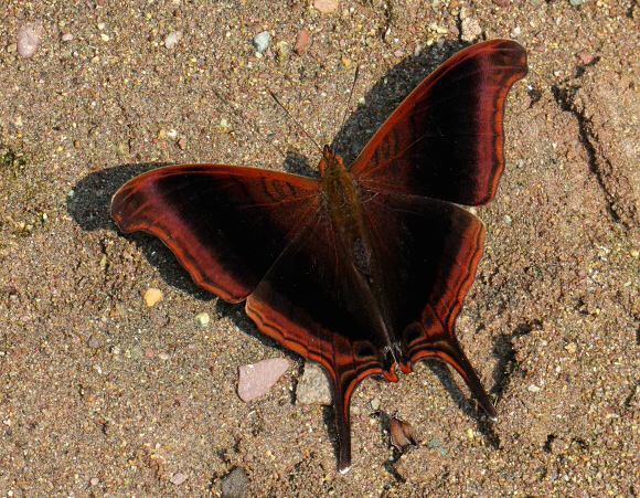 Marpesia%20zerynthia%205223 002B - Learn Butterflies