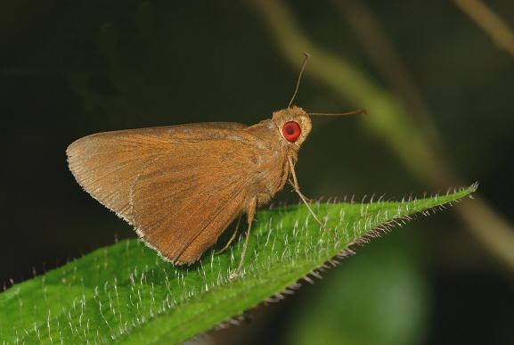 Red Eye Skipper