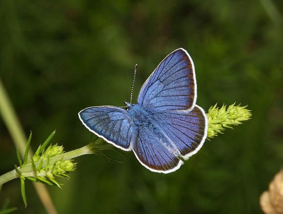 Mazarine%20Blue%202%20PBJ001a - Learn Butterflies