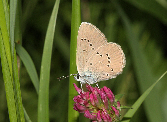 Mazarine%20Blue%20UNS%20PBJ001a - Learn Butterflies