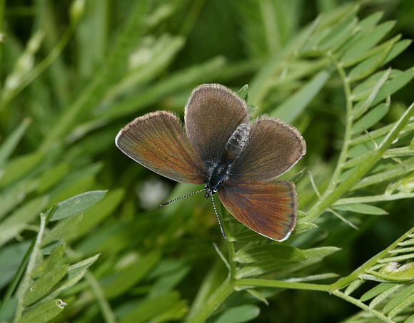 Mazarine%20Blue%20fem%20PBJ001a - Learn Butterflies