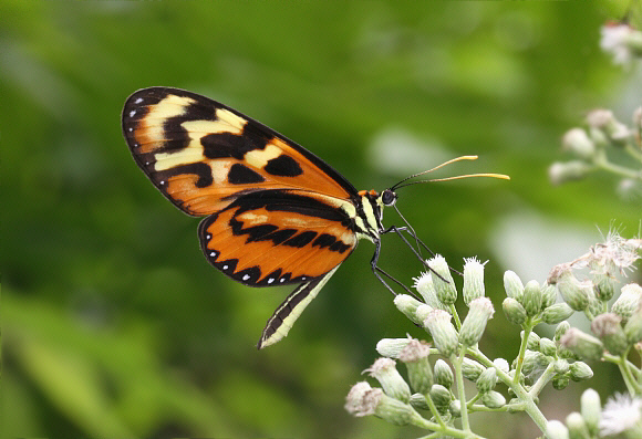 Mech%20polymnia%20doryssus%201494 001a - Learn Butterflies