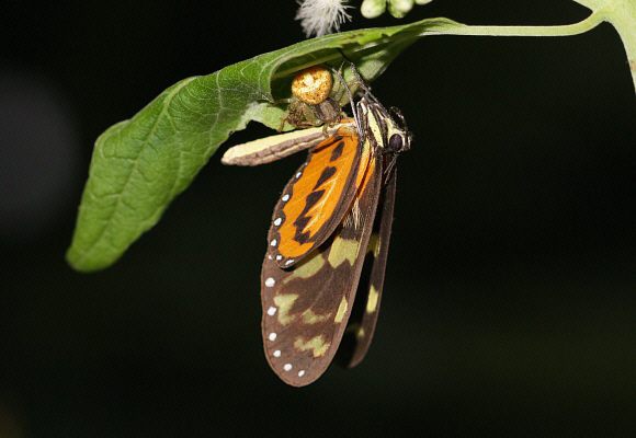 Mechanitis lysimnia elisa ambushed by spider, Rio Pindayo, Peru – Adrian Hoskins