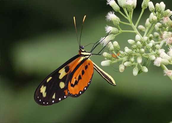 Mechanitis lysimnia elisa, Rio Pindayo, Peru – Adrian Hoskins