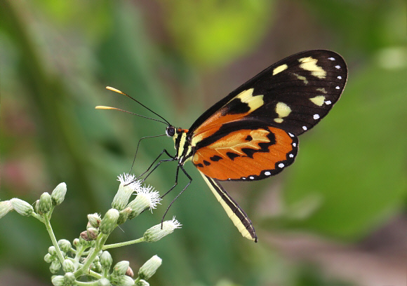 Mechanitis lysimnia elisa, Rio Pindayo, Peru – Adrian Hoskins