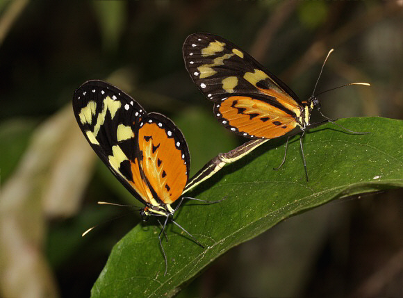 Mechanitis lysimnia elisa, Rio Shima, Peru – Adrian Hoskins