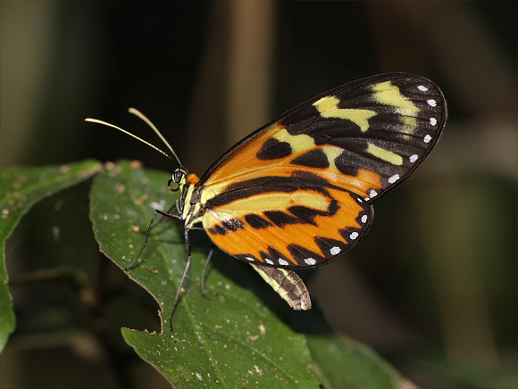 Mechanitis polymnia dorissides, Satipo, Peru - Adrian Hoskins