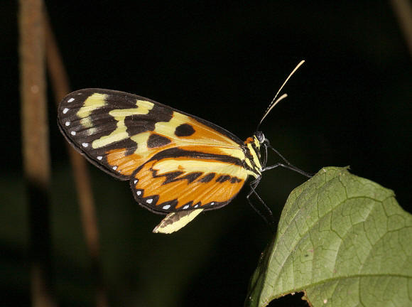 Mechanitis polymnia dorissides, Rio Pindayo, Peru - Adrian Hoskins