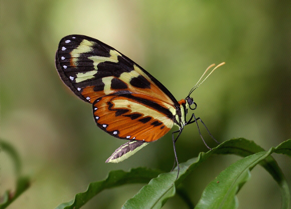 Mechanitis polymnia dorissides, Satipo, Peru - Adrian Hoskins