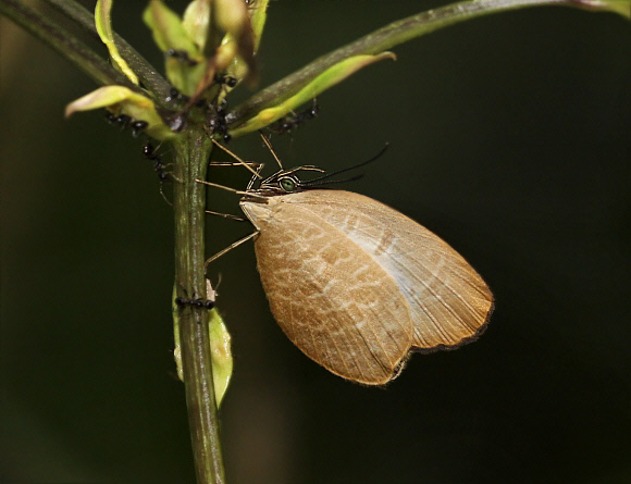 Common Harvester