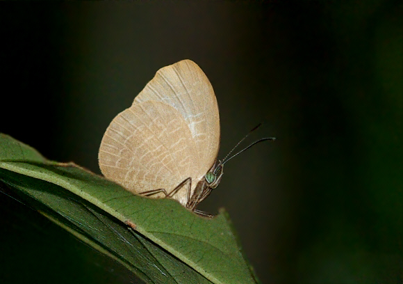 Megalopalpus zymna, Bobiri, Ghana – Peter Bygate