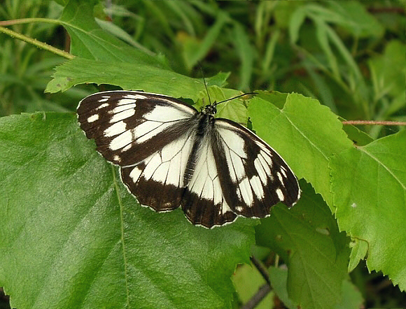 Staudinger’s Marbled White