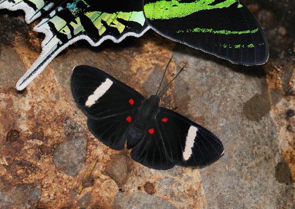 Four-spot Pixie