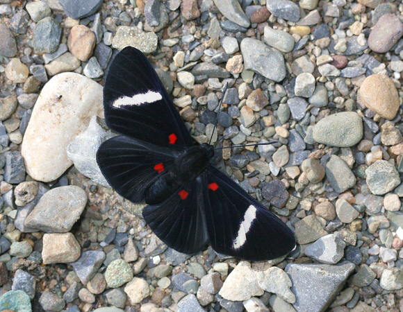 Melanis%20hillapana%205084 001a - Butterflies Store