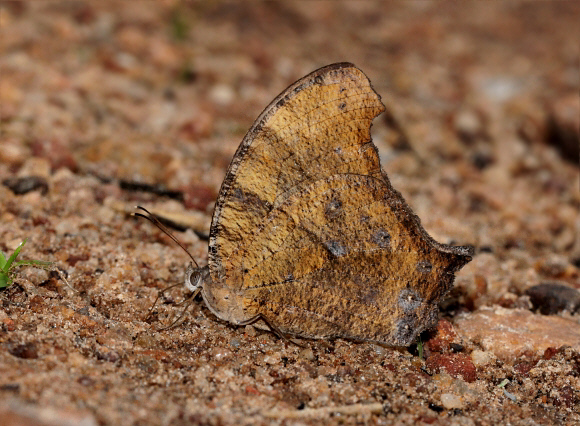 Melanitis leda dry season form, Bobiri forest, Ghana – Adrian Hoskins