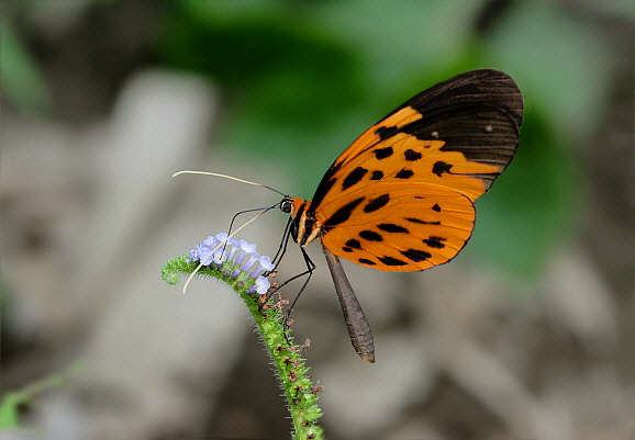 Melinaea menophilus, Rio Alto Madre de Dios, Peru - Adrian Hoskins