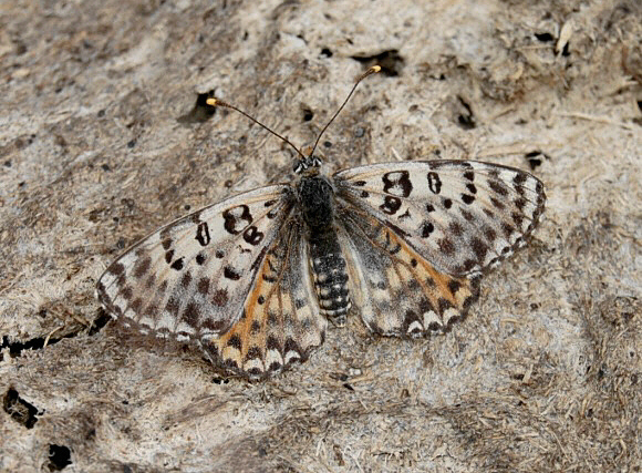 Melitaea%20didyma%20meridionalis%200175 001a - Learn Butterflies